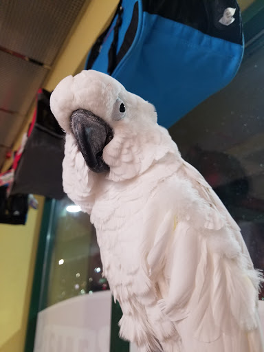 Pet Store «Petland», reviews and photos, 2123 Old Hudson Rd, St Paul, MN 55119, USA