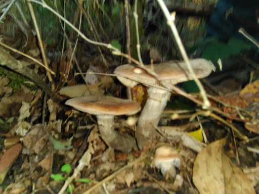 Golf Course «Riverside Disc Golf Course», reviews and photos, 7926 Riverside Rd E, Sumner, WA 98390, USA