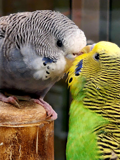 Pet Supply Store «Petco Animal Supplies», reviews and photos, 298 Spring Creek Drive, Franklin, TN 37067, USA