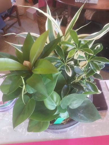 Florist «All Occasion Florist, LLC», reviews and photos, 2091 Edgewood Rd, Chambersburg, PA 17202, USA