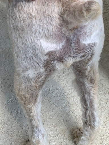 Pet Supply Store «Petco», reviews and photos, 131 N Cattlemen Rd, Sarasota, FL 34243, USA