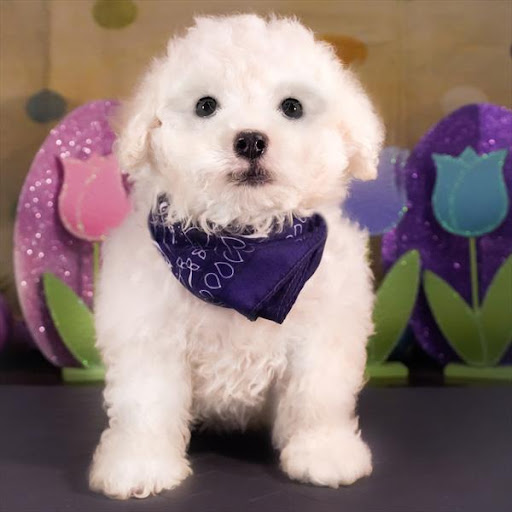 Pet Store «Pet Planet», reviews and photos, 11968 S Redwood Rd, Riverton, UT 84065, USA