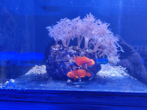 Pet Supply Store «Diablo Corals», reviews and photos, 1800 Monument Blvd, Concord, CA 94520, USA