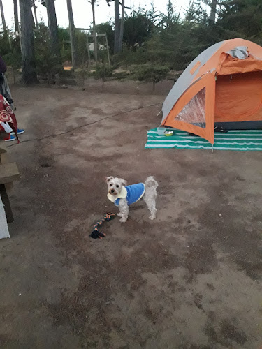 Camping las Proteas - Camping