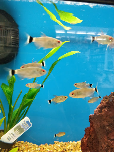 Pet Supply Store «Petco Animal Supplies», reviews and photos, 9 W Avon Rd, Avon, CT 06001, USA