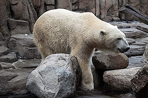 Aquarium «Toledo Zoo Aquarium», reviews and photos, 2700 Broadway St, Toledo, OH 43609, USA