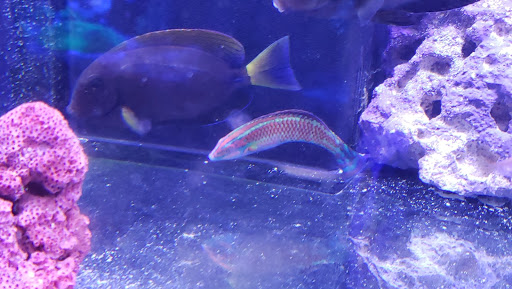 Tropical Fish Store «Barrier Reef Aquariums», reviews and photos, 1717 NE 44th St # A, Renton, WA 98056, USA