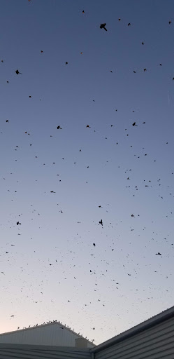 Department Store «Walmart Supercenter», reviews and photos, 6102 FM3009, Schertz, TX 78154, USA