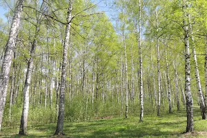 Birch Grove image