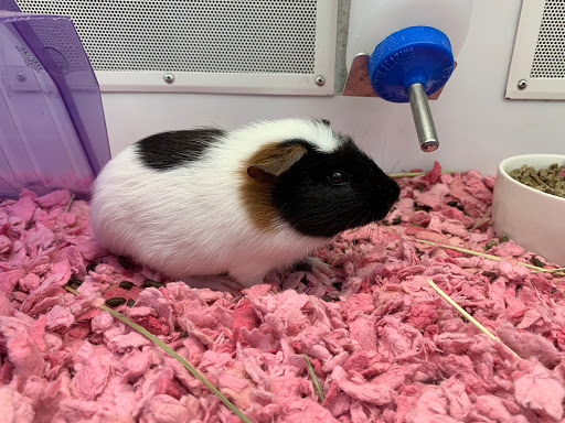 Pet Supply Store «Petco Animal Supplies», reviews and photos, 2005 W 8 Mile Rd, Detroit, MI 48203, USA