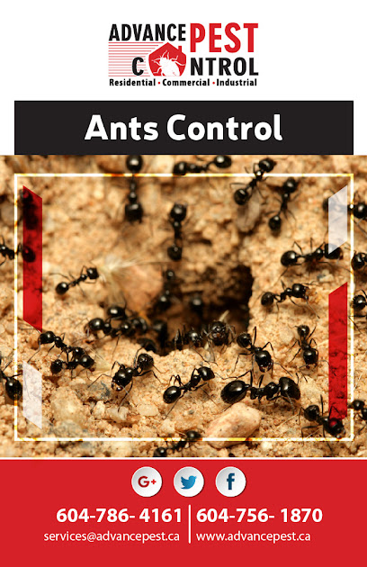 Advance Pest Control Surrey/Langley