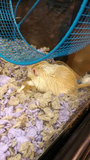 Pet Supply Store «PetSmart», reviews and photos, 3210 E Lynn Blvd, Sterling, IL 61081, USA