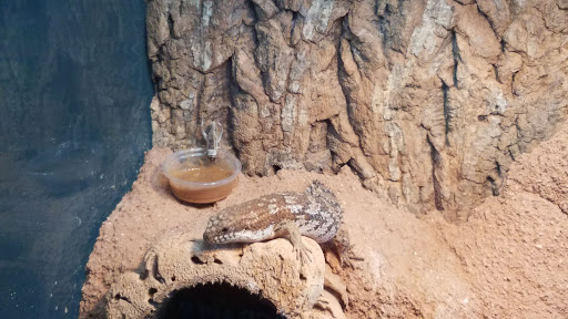 Reptile Store «MOC Reptiles», reviews and photos, 643 NE 125th St, North Miami, FL 33161, USA