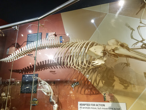 Museum «SKELETONS: Museum Of Osteology», reviews and photos, 8441 International Dr Suite 250, Orlando, FL 32819, USA