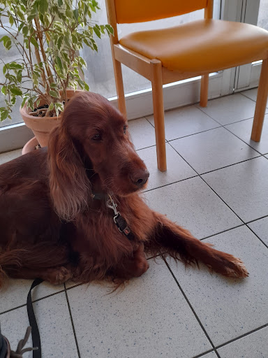 Tierarztpraxis Heike Madsen unter Gelting, 