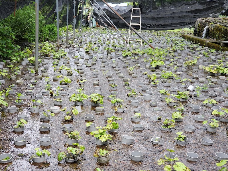 菊地わさび園