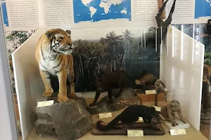 Zoological Museum, Catania image