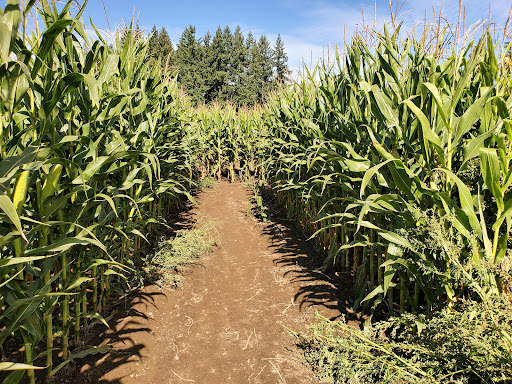 Pumpkin Patch «Rutledge Corn Maze LLC», reviews and photos, 302 93rd Ave SE, Olympia, WA 98501, USA