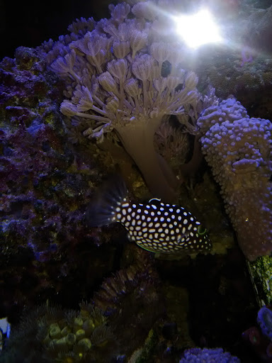 Pet Store «All Pets Club», reviews and photos, 1167 N Colony Rd, Wallingford, CT 06492, USA