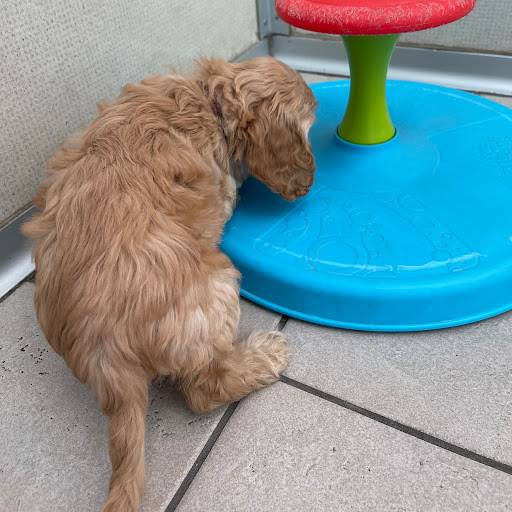 Pet Store «The Family Puppy of Fountain Walk», reviews and photos, 44125 W 12 Mile Rd E-121, Novi, MI 48377, USA