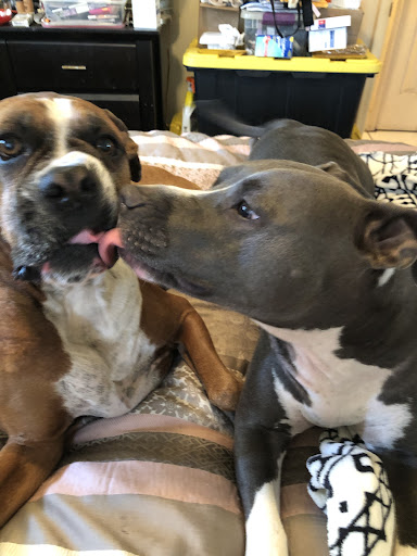 Pet Supply Store «Pet Supplies Plus», reviews and photos, 4923 Sheridan St, Hollywood, FL 33021, USA