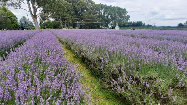 Lavender Backyard Garden - Museum
