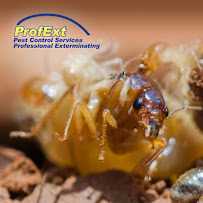 ProfExt Pest Control - Photo 6 - Car repair in , Bridgeport