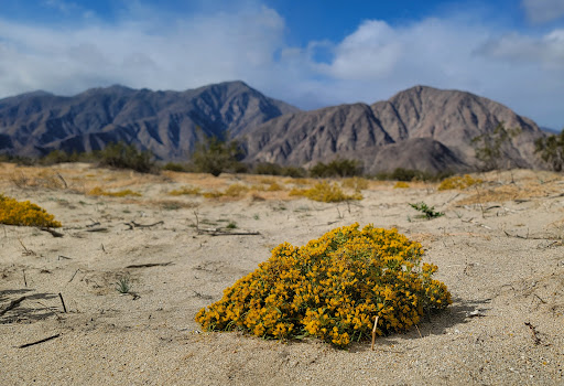 Borrego Springs Serpent Sculpture image