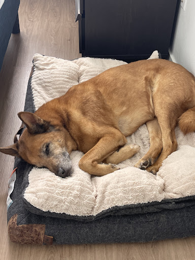 Pet Supply Store «Mud Bay», reviews and photos, 8867 161st Avenue Northeast, Redmond, WA 98052, USA