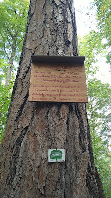 le Grand Mélèze à Durmenach