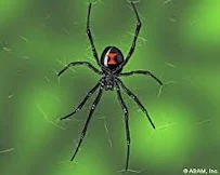 Bugs Out Pest Control - Car repair in , Paterson - Rated 0.0/5