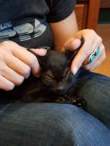 Animal Protection Organization «Petaluma Animal Services Foundation», reviews and photos