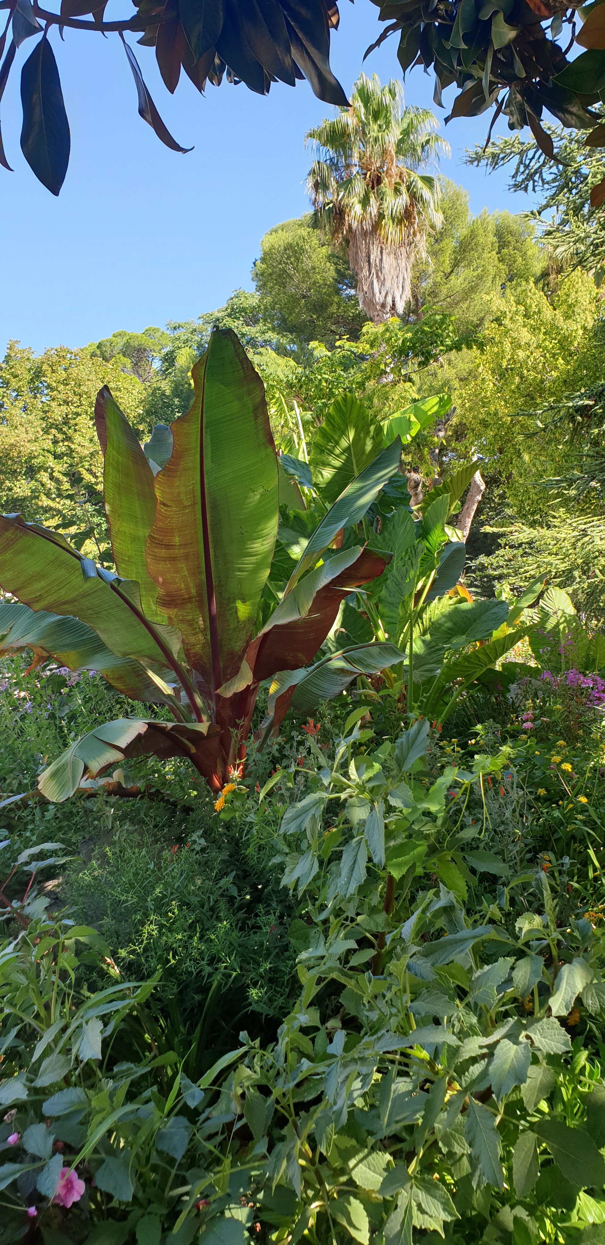 Photo n° 3 de l'avis de Manga.a fait le 19/09/2019 à 04:46
