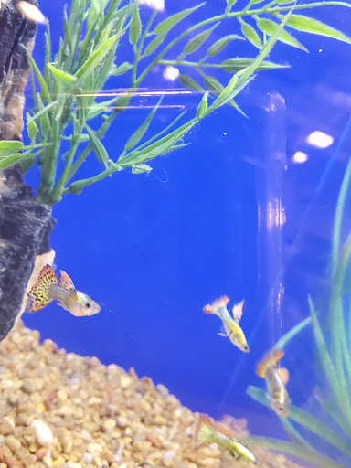 Pet Supply Store «PetSmart», reviews and photos, 1040 Cross Creek Dr, Saltillo, MS 38866, USA