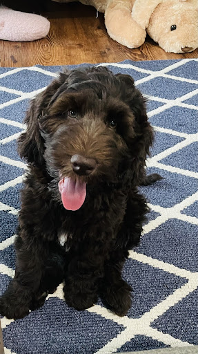 Pet Supply Store «PetSmart», reviews and photos, 159 N Weber Rd, Bolingbrook, IL 60490, USA