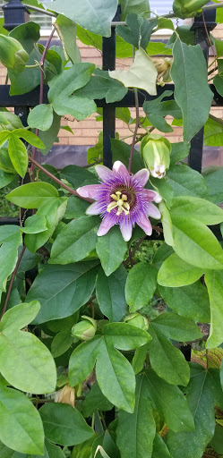 Florist «The Garden Path Gifts and Flowers», reviews and photos, 3810 Walnut St, Harrisburg, PA 17109, USA