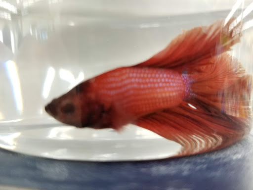 Pet Supply Store «Petco Animal Supplies», reviews and photos, 4161 N Harlem Ave, Norridge, IL 60706, USA