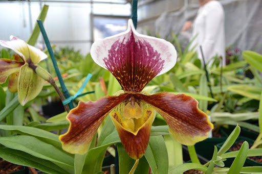 Florist «Dr Delphinium Flower & Orchid House», reviews and photos, 513 W Campbell Rd, Richardson, TX 75080, USA