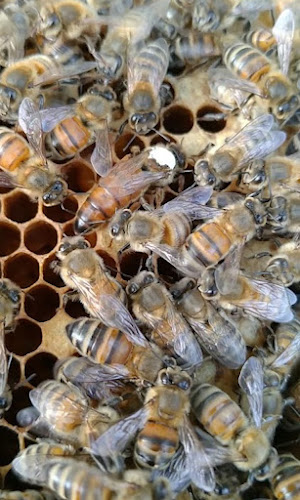 Le rucher de La Doue, apiculteur bio (gelée royale, pollen, miels) à Saint-Aubin-des-Châteaux