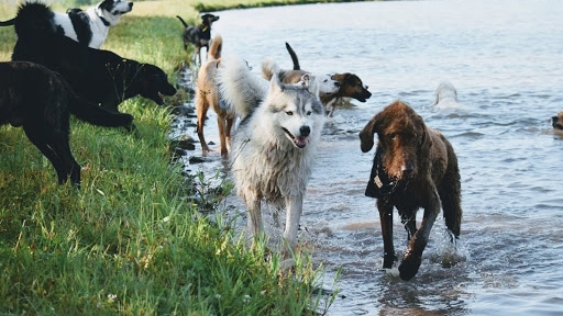 Eva's Play Pups - Countryside Dog Camp