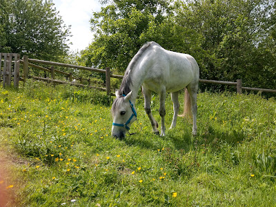 Normandie Equitherapie à Angerville-l'Orcher