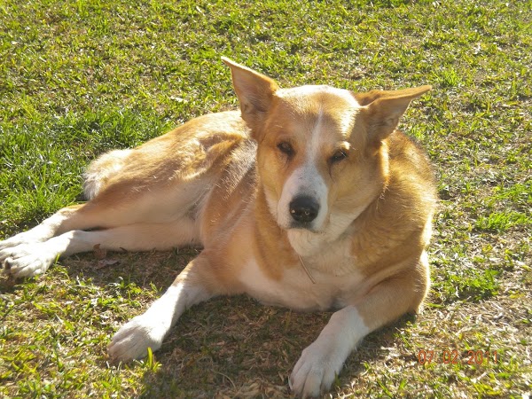 Clínica Veterinaria Malaka