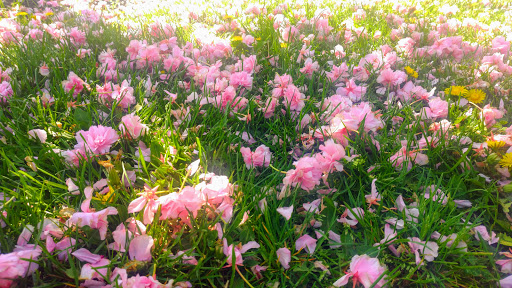 Park «Roosevelt Park», reviews and photos, Roosevelt Dr, Edison, NJ 08837, USA