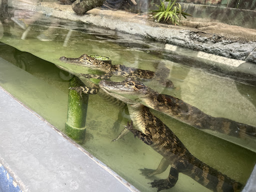 Aquarium «Aquarium Tarpon Springs», reviews and photos, 850 Dodecanese Blvd, Tarpon Springs, FL 34689, USA