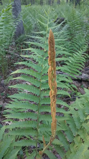 Nature Preserve «Gummere Woods And Marsters Preserve Trail», reviews and photos, 4 Wheeler Rd, North Grafton, MA 01536, USA