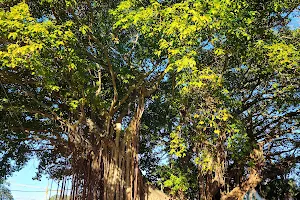 Historic Banyan Tree image