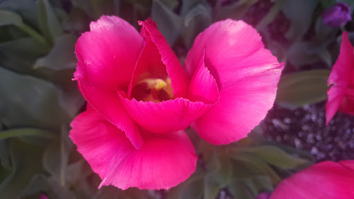 Grocery Store «Sunspot Natural Market», reviews and photos, 3717 S Reed Rd, Kokomo, IN 46902, USA