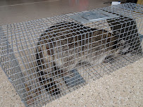 Charlottesville Raccoon Removal - Photo 4 - Car repair in Charlottesville, VA, Charlottesville