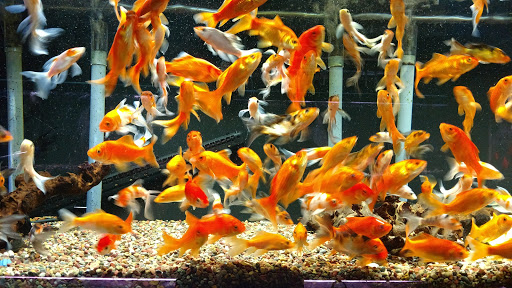 Pet Store «Family Pet Center», reviews and photos, 11916 NE Halsey St, Portland, OR 97220, USA