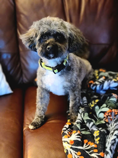 All Breed Pet Grooming